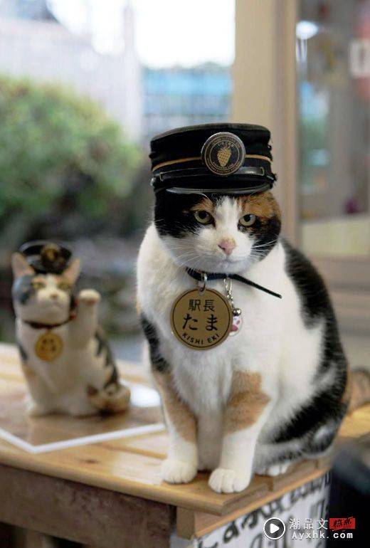 科普 I 2月22日是日本“猫之日”，原因是222的日文发音像猫咪叫声？ 更多热点 图3张